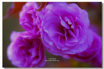 _IGP3178