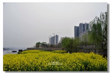 _IGP2422