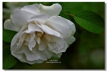 _IGP4968