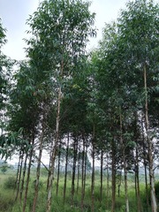 IMG_20160705_071612