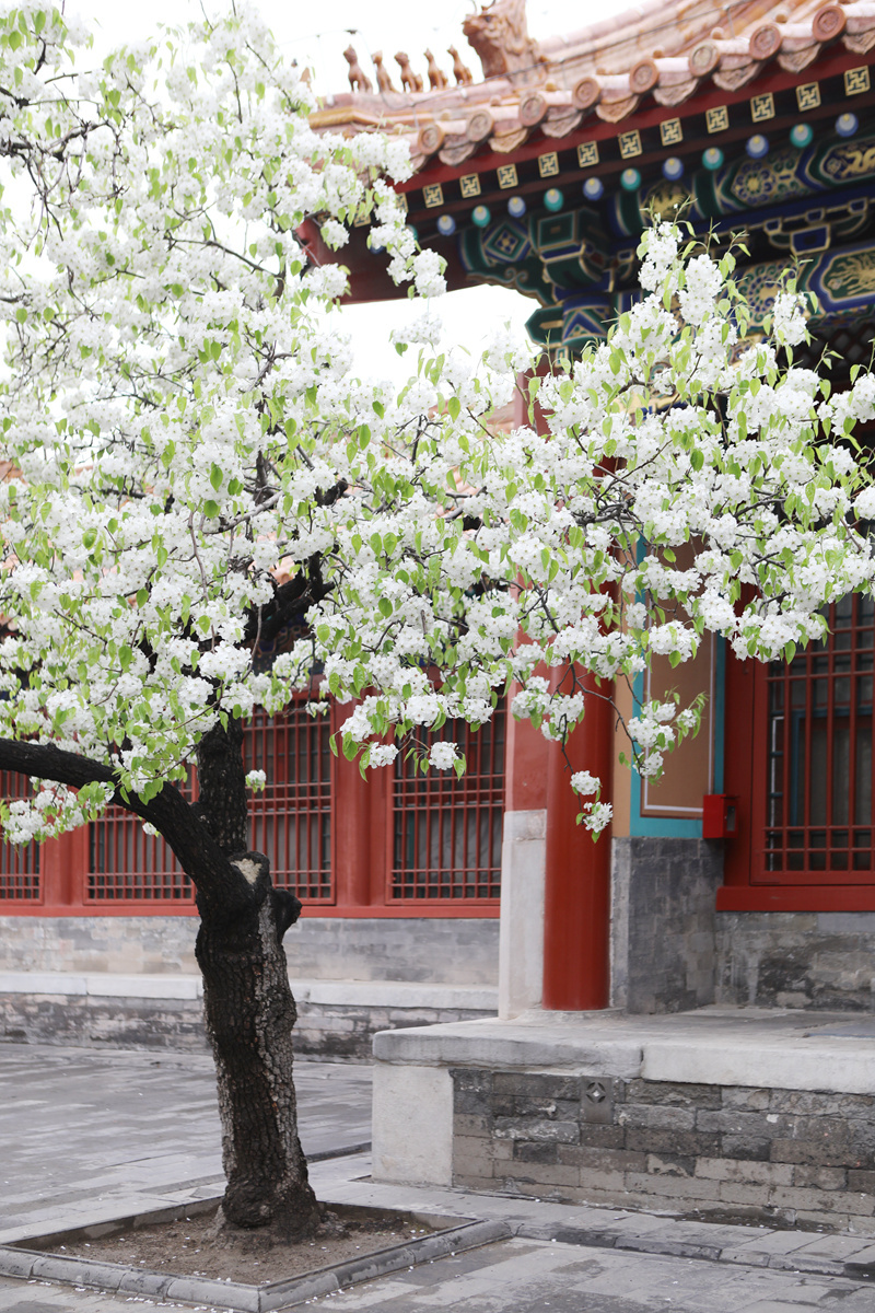 梨花院落