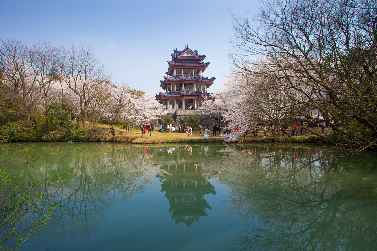 无锡鼋头渚樱花