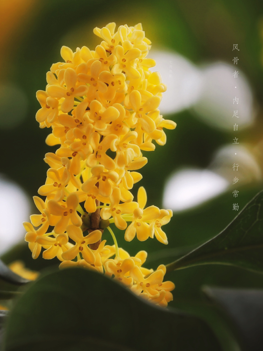 门前一棵桂花树.【七月色影·中秋金桂】2020.09.29