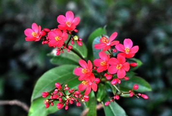 廣東深圳紅樹林 (3)