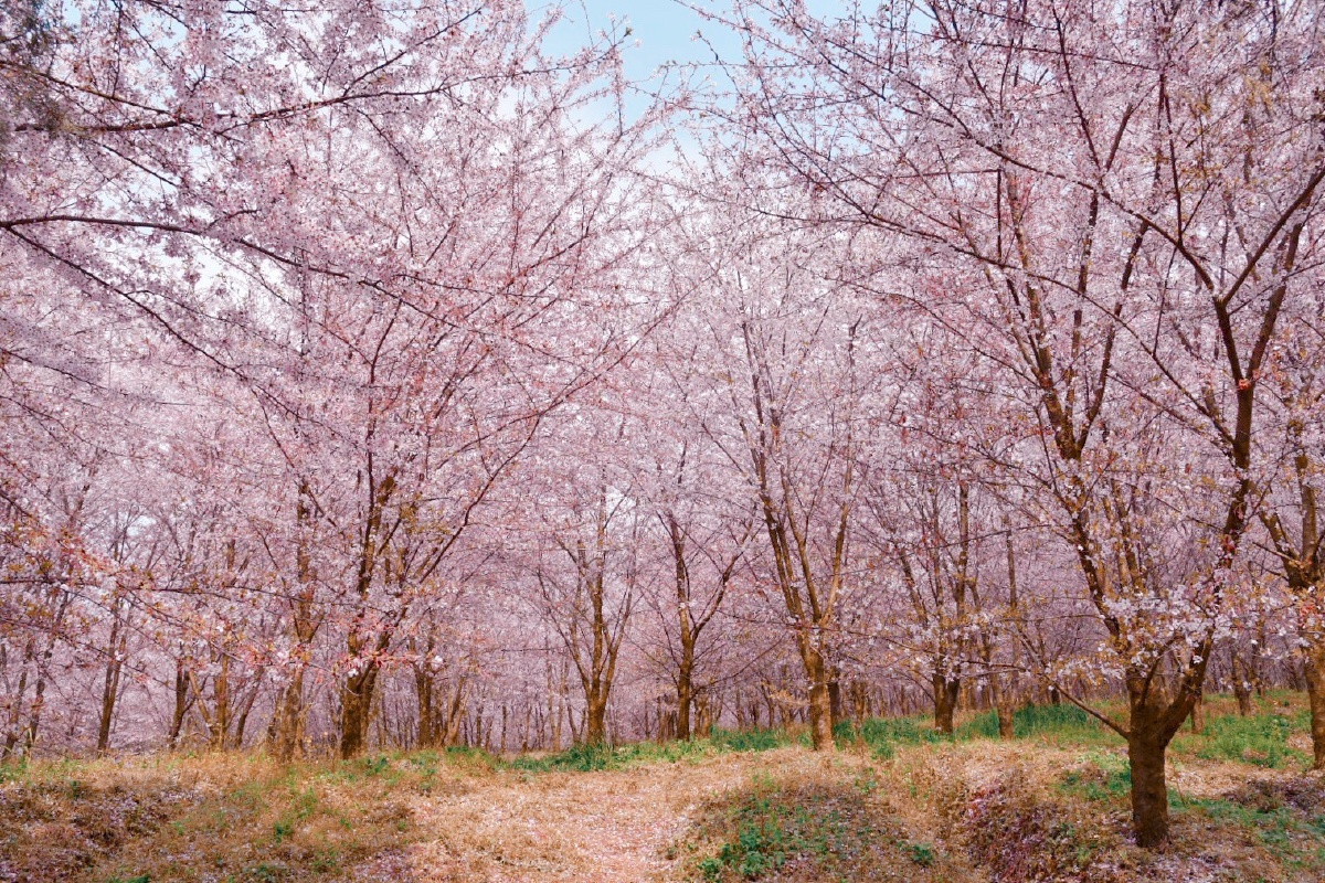 贵州平坝六千亩樱花林