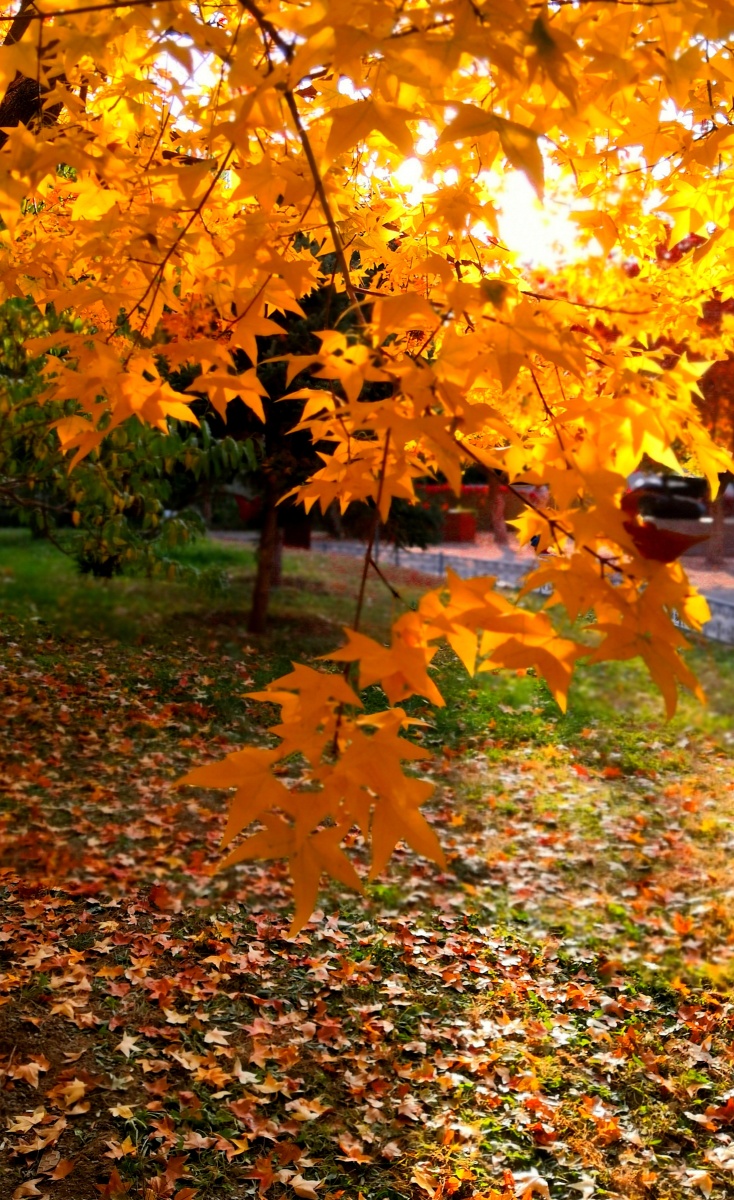 照片拍摄:梨园主题公园 br /> 手机:华为荣耀10 br /> 后期:mlx