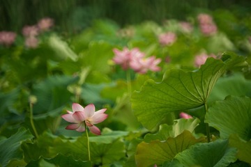 20160630-DSC02455
