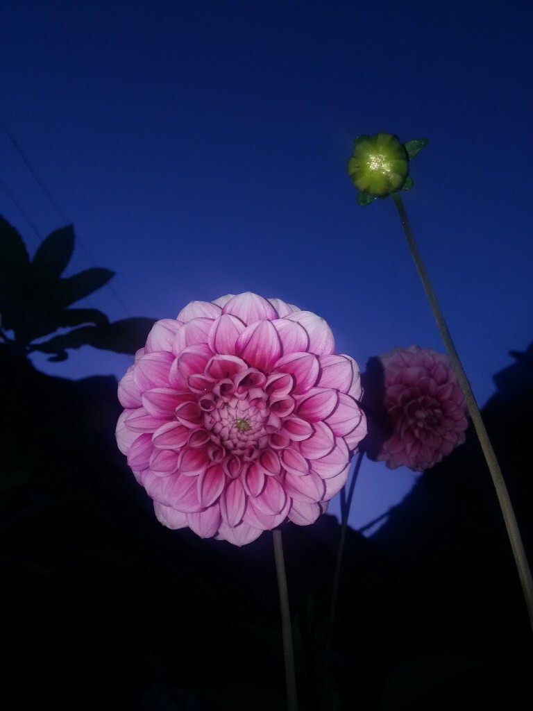 深蓝色天空下的花朵