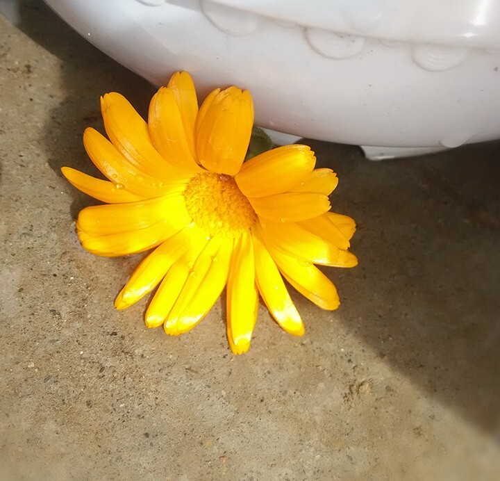 盆低的花朵