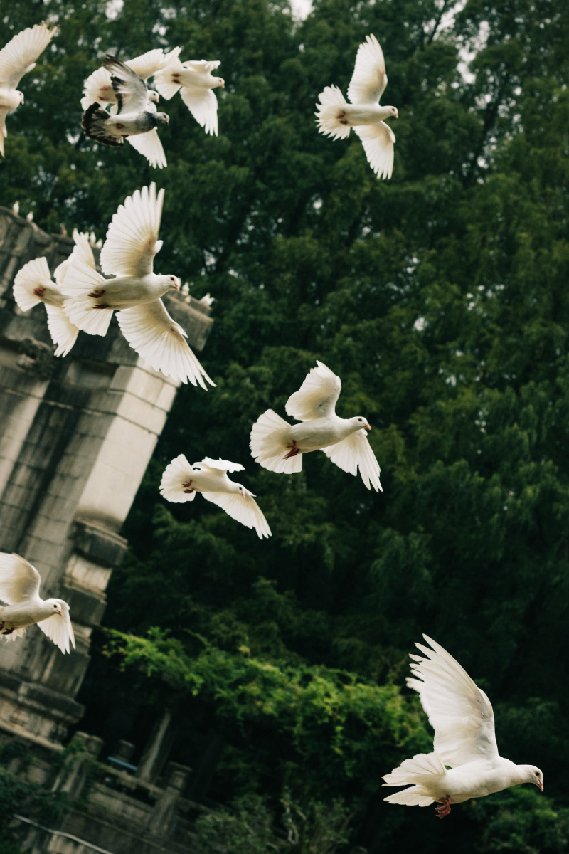 爱了音乐台的鸽子