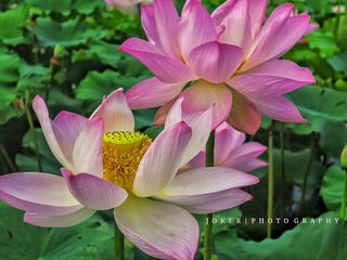 IMG_5089_??-01