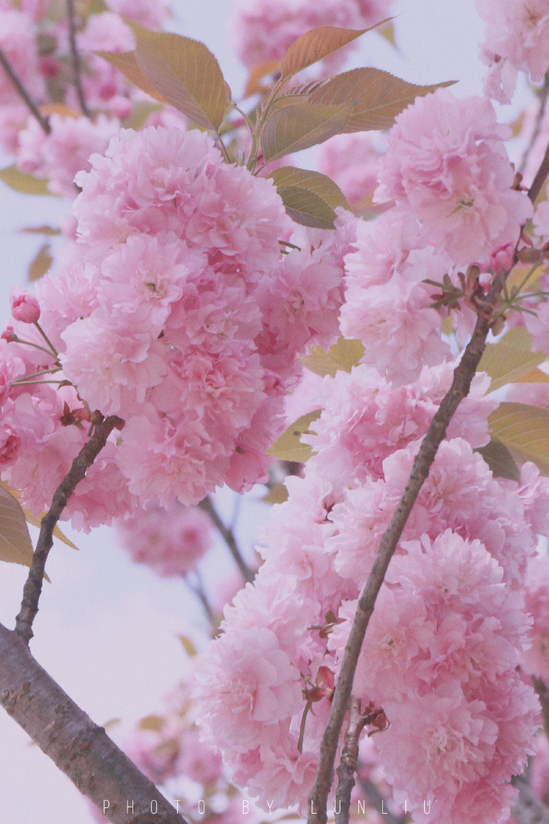 春季限定的浪漫樱花