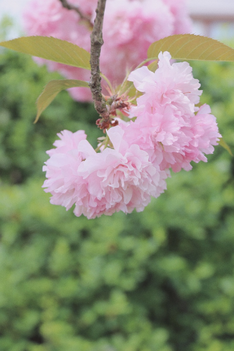 春季限定的浪漫樱花