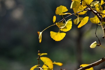 DSC_5471_
