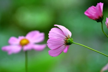 DSC_6043_