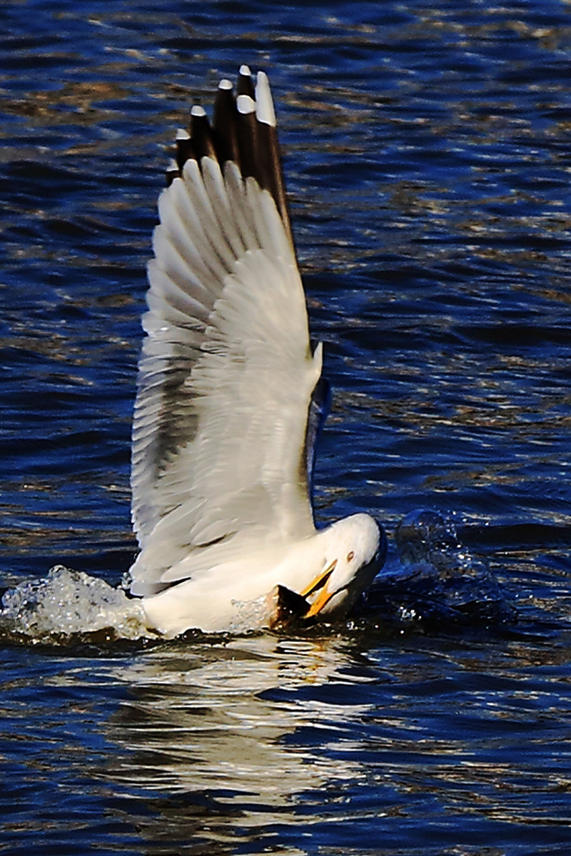捕鱼的江鸥 - 闲人411522 - 图虫