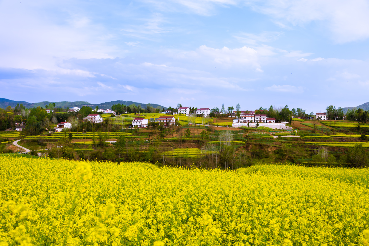 西安洋县油菜花