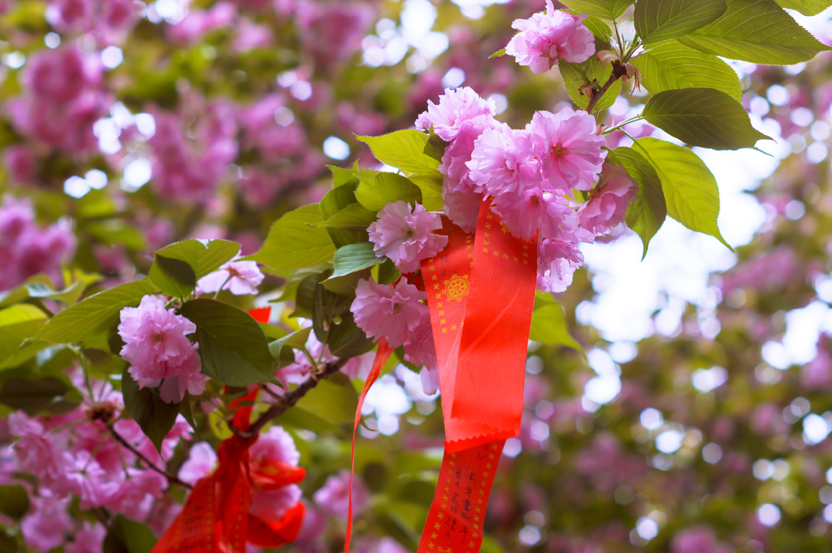 祈愿花祈愿树