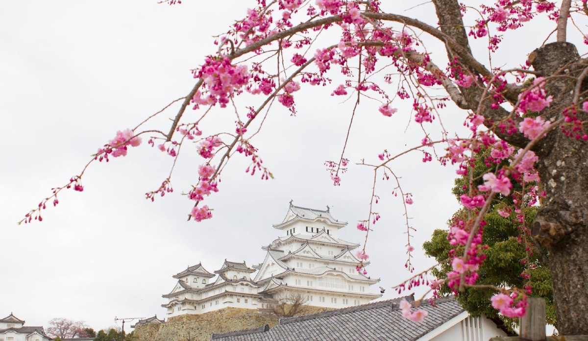 姬路城樱花