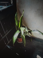 P1010226