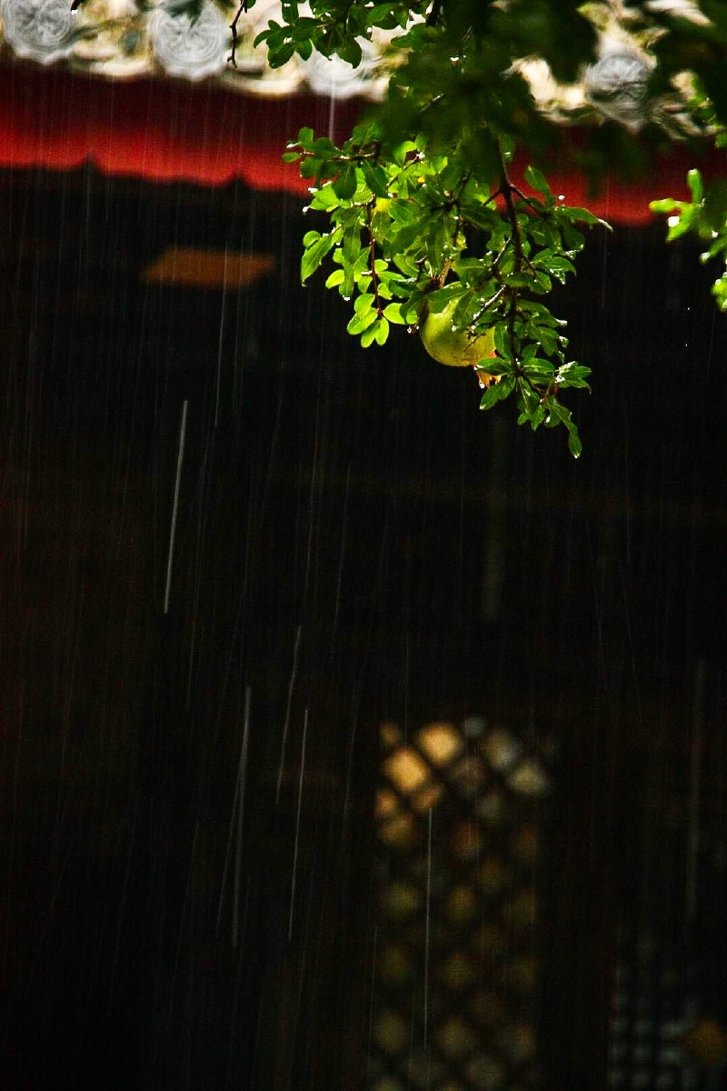 雨丝落新绿