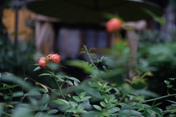629272C4-7B96-4844-9BF7-3FF1BD431CF5/L0/001