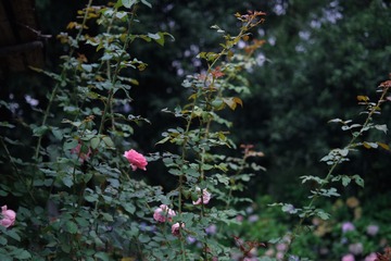 382D6016-A153-4084-B31E-A6202FBF297C/L0/001