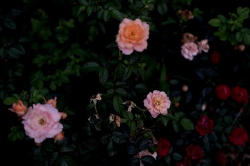 3905B75D-08EC-4BE8-B555-C2A91A91479D/L0/001