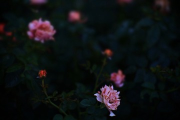 EC7A71A8-E148-450E-BD73-E5875352329B/L0/001
