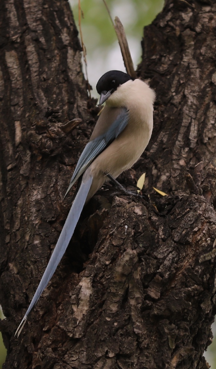 灰喜鹊 - 一泓摄影 - 图虫