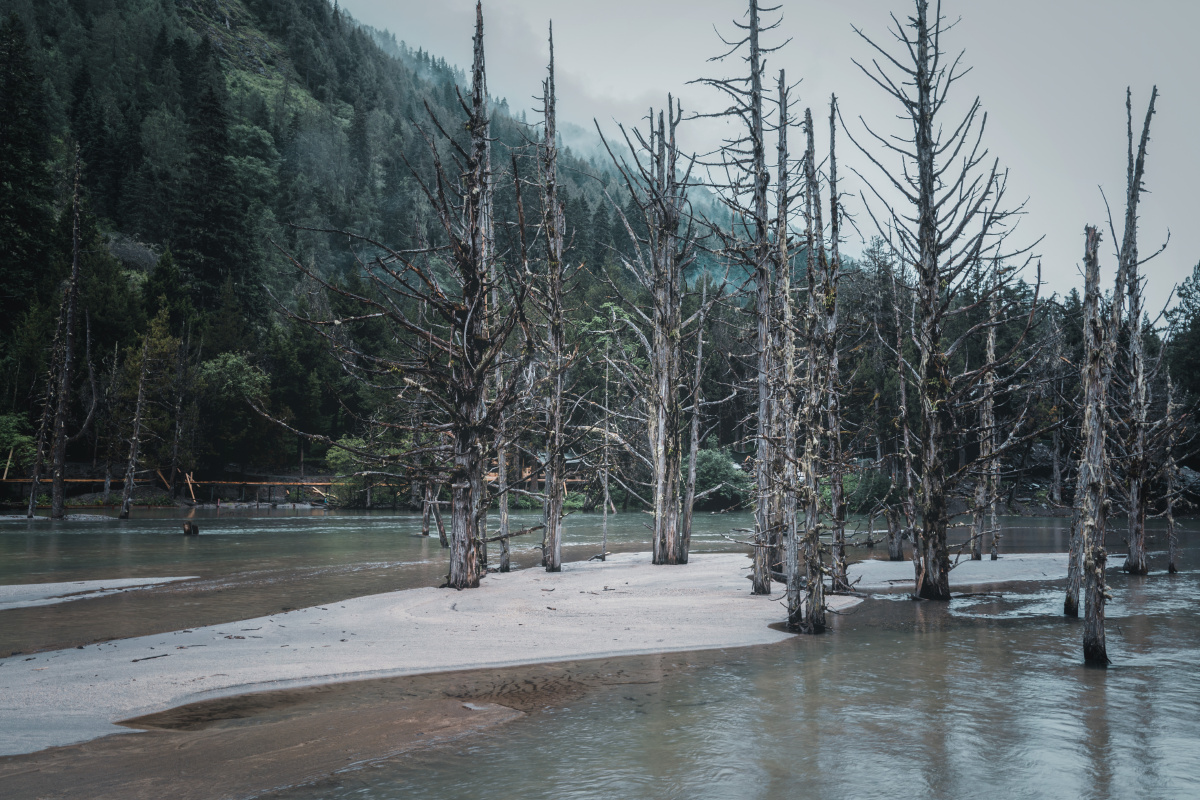 四川四姑娘山的枯树滩,徒步一个多小时能到达. - 吃土的泥巴 - 图虫