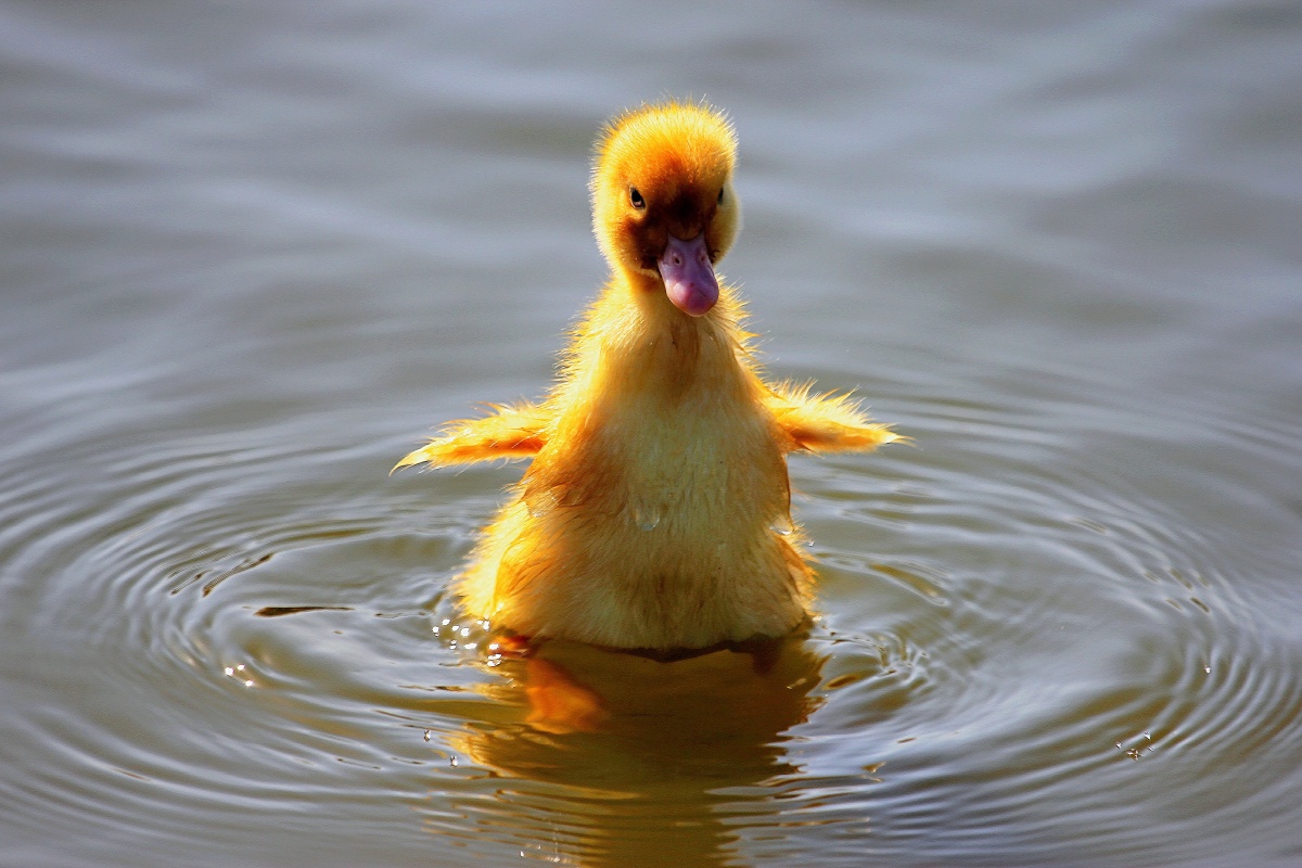 我小时候名字叫黄小鸭～有卡通动漫血缘,长大后更我享誉全球,名字更加