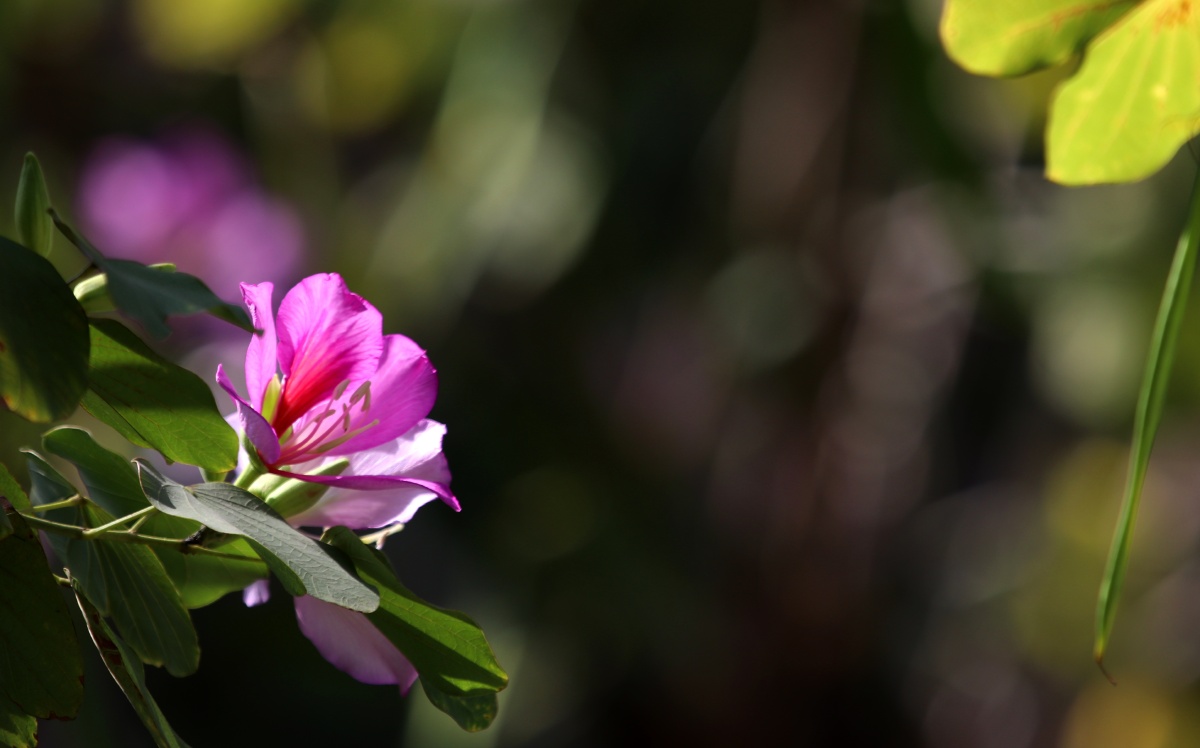 花悦! - 做些事 - 图虫