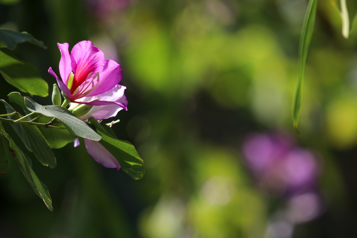 花悦! - 做些事 - 图虫