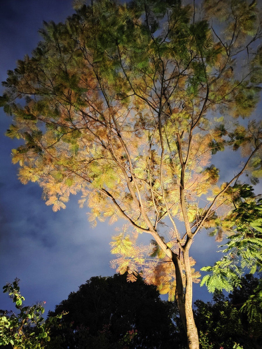 树影婆娑灯湖秀