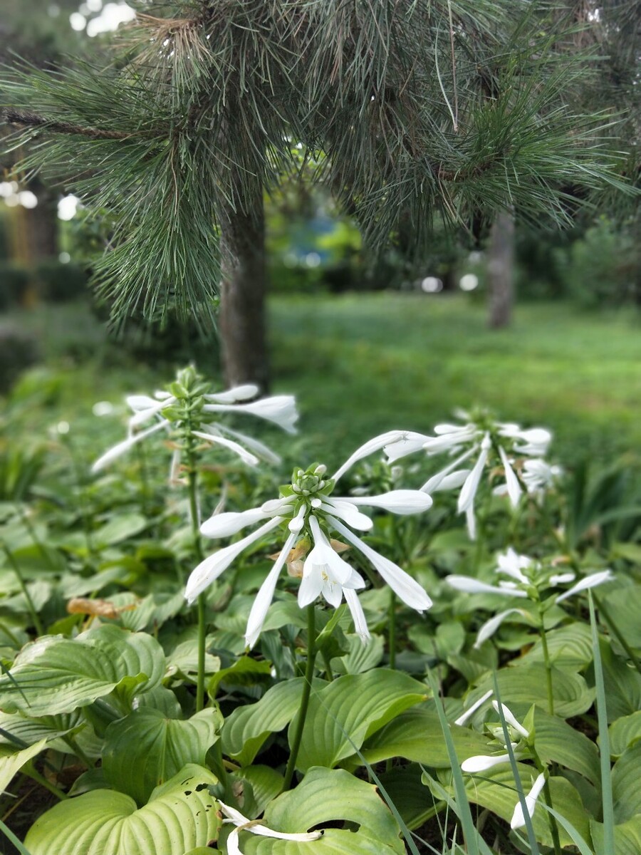 玉簪花