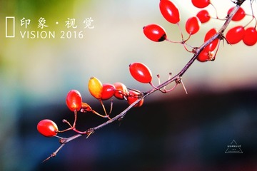MA201611151353220079-00-000000000