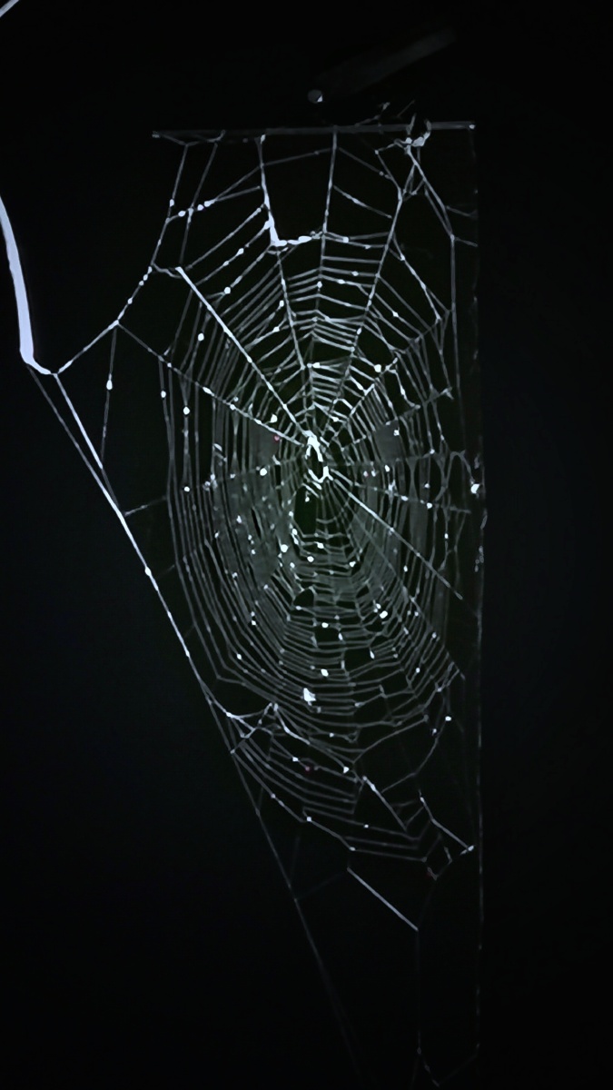 蛛网