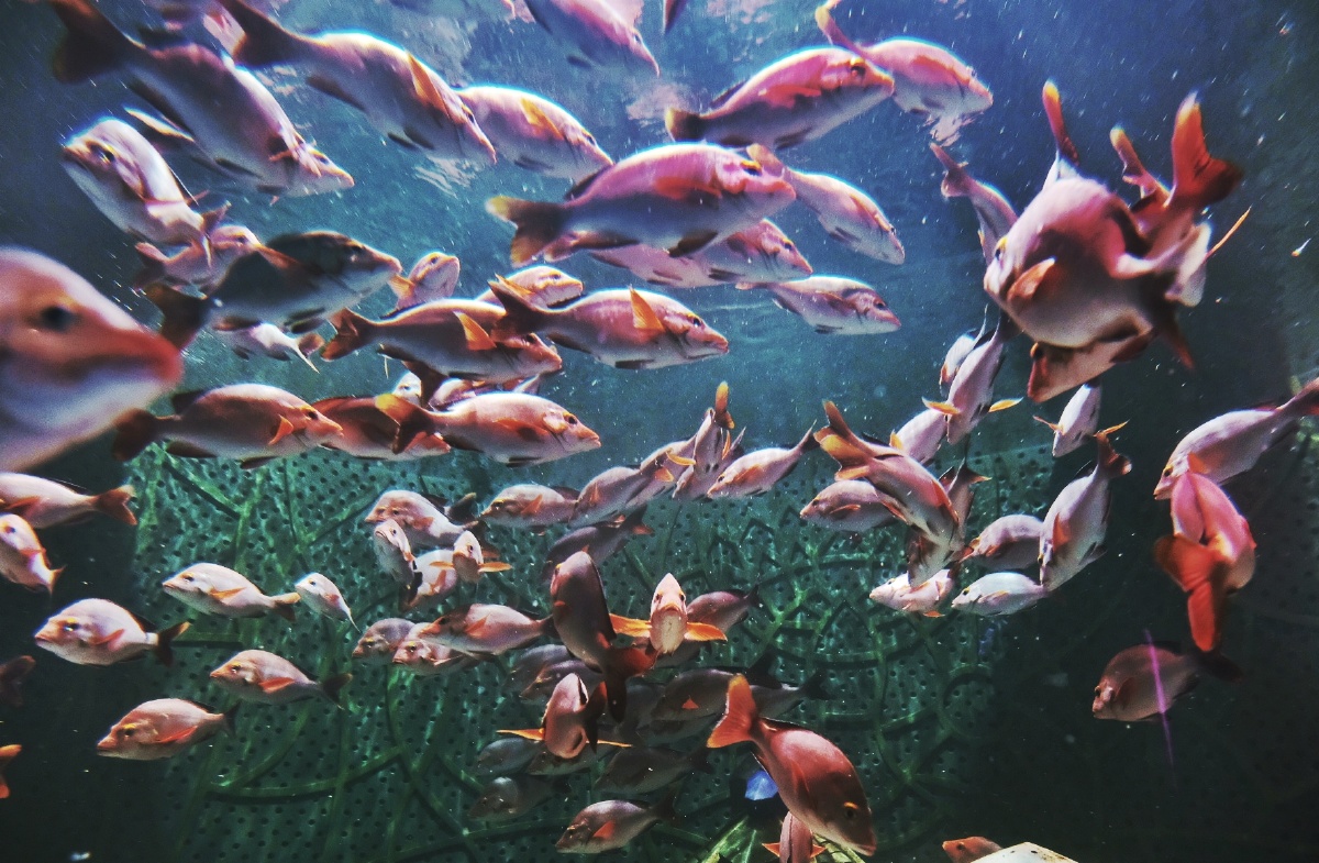 三亚亚特兰蒂斯失落的空间水族馆只想做一条小丑鱼游来游去