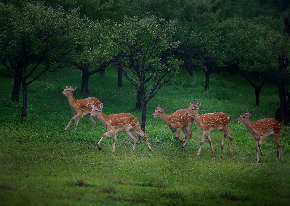 一群梅花鹿