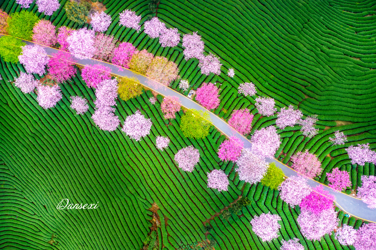 一路繁花 - 淡色系