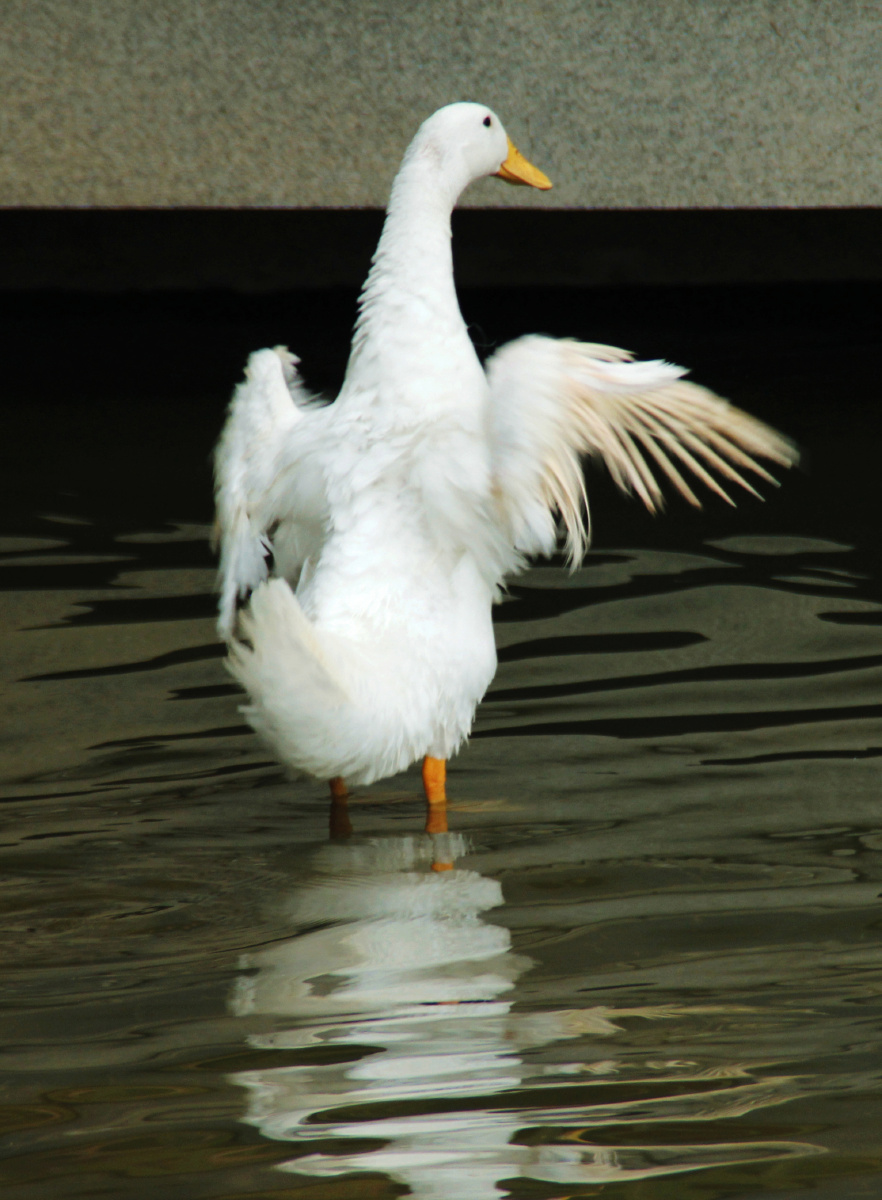 1/114绝不停止记录的2019在图虫看动物世界记录生活鸭子动物水禽还没