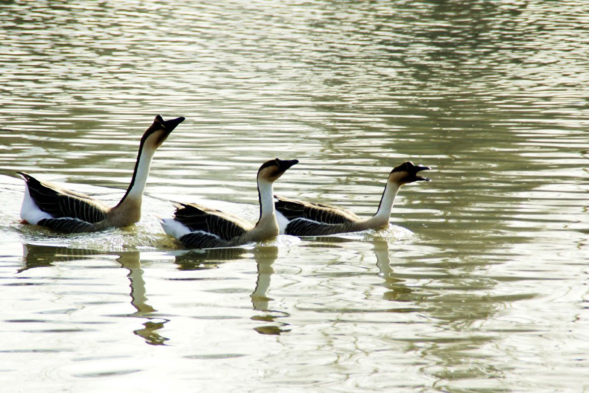 三只鹅摄于西安浐灞湿地公园