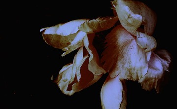 IMG_0718_9