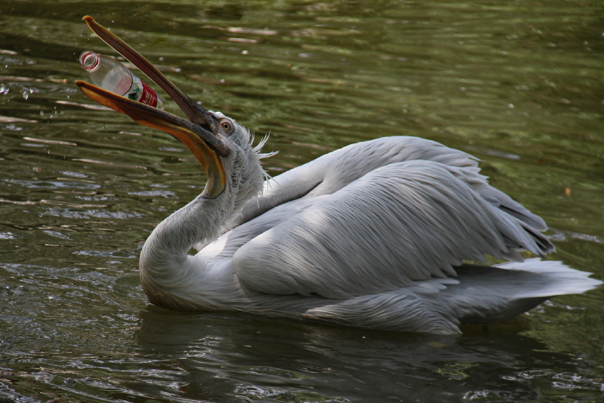 动物森友会#鹈鹕湖泊水禽公园寻记街事圈子宠物表情包我爱街拍摄影