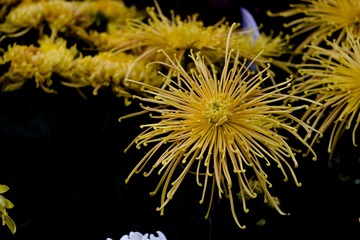 DSC_6314_1