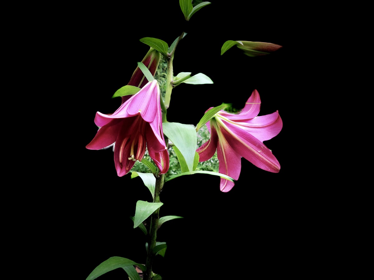 红色百合花叶聚棱棱峭花垂娜娜稠