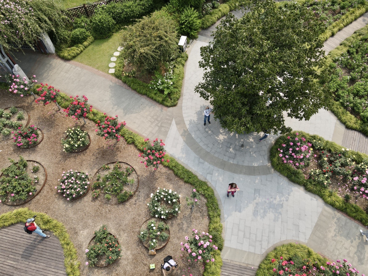 俯视花园 - 创作者156647963032092 - 图虫