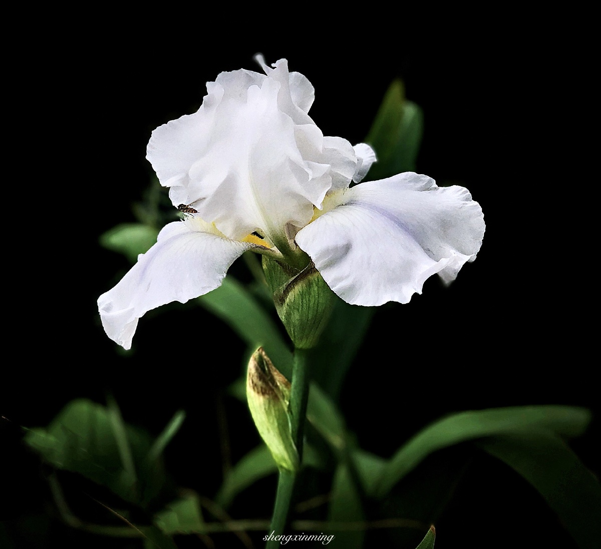 白色妖姬飞舞灿轻盈蝶韵气如兰