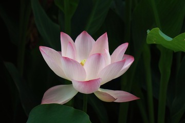 C2537AAD-1B06-4384-BD73-38D3372A2134/L0/001
